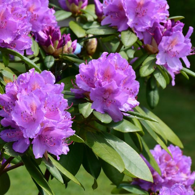 Rhododendron en azalea