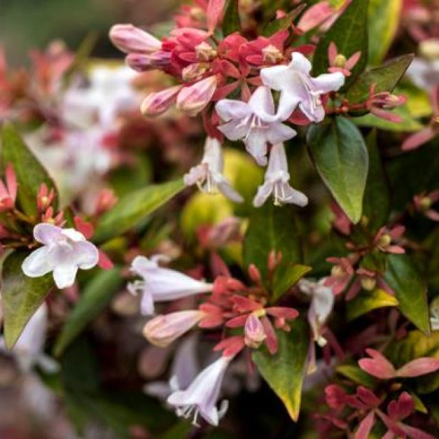Abelia grandiflora