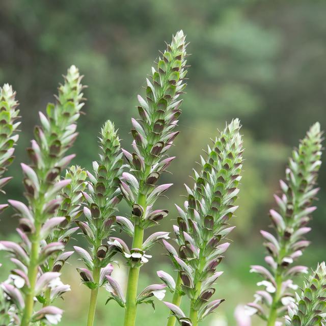 Acanthus mollis