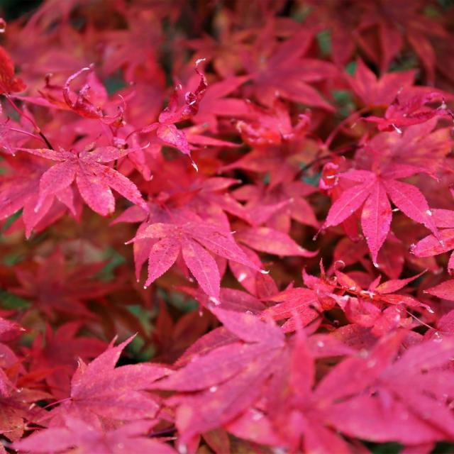Acer conspcuum 'Red Flamingo'