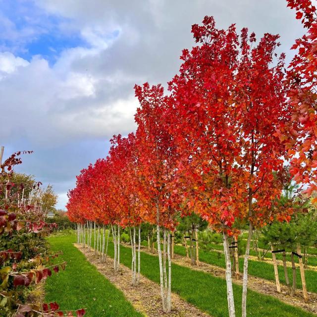 Acer freemanii 'Autumn Blaze'