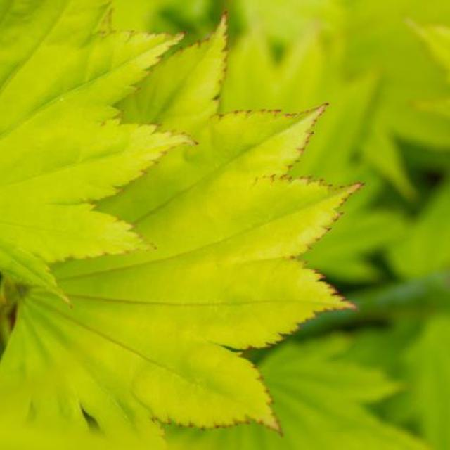 Acer shir. 'Aureum'