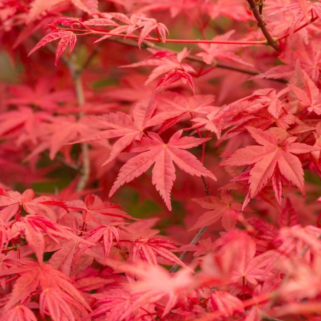 Acer palmatum 'Shania'