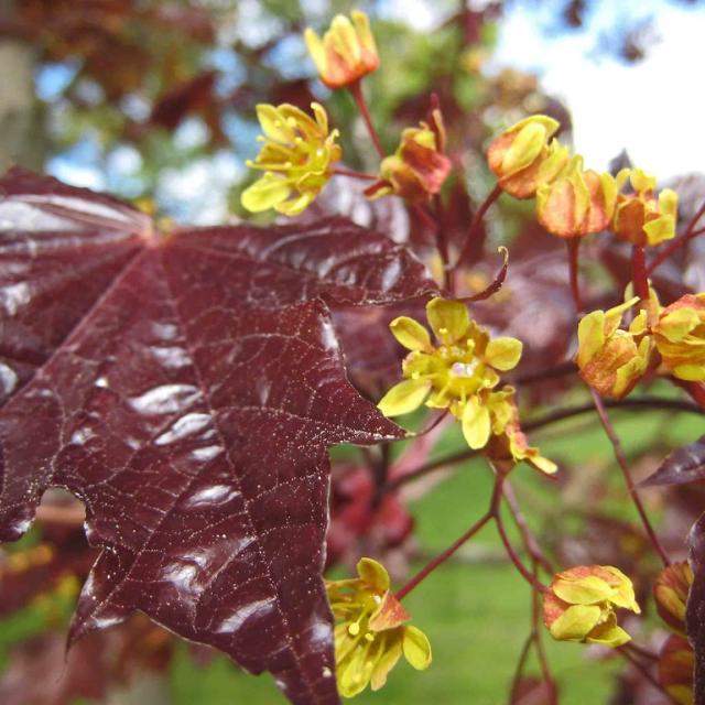 Acer plat. 'Crimson Sentry'