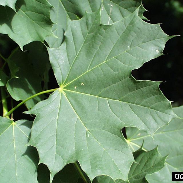 Acer plat. 'Drummondii'