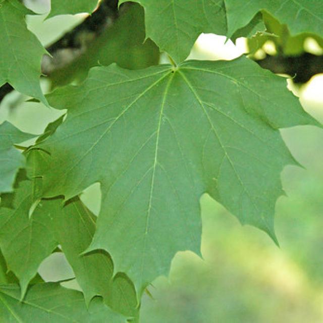 Acer platanoides