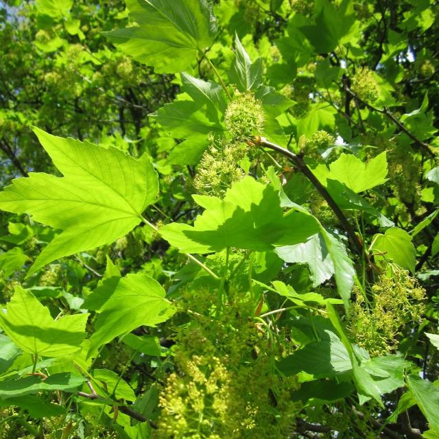 Acer pseudoplatanus