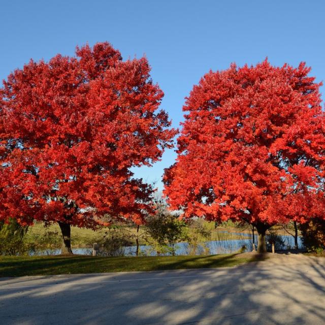 Acer rubrum 'Oktober Glory'