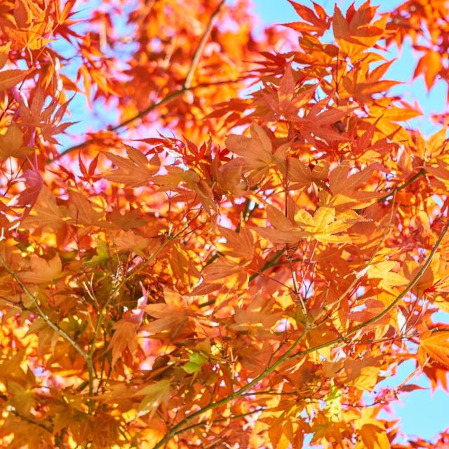 Acer rubrum 'Red Sunset'