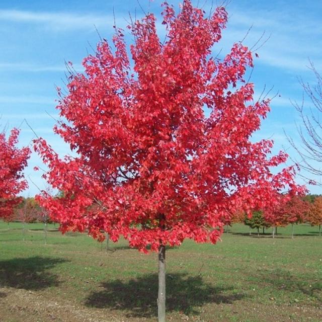 Acer rubrum 'Fairvieuw Flame'