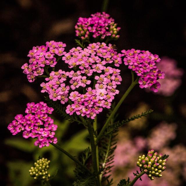 Achillea 'Cerise Queen'