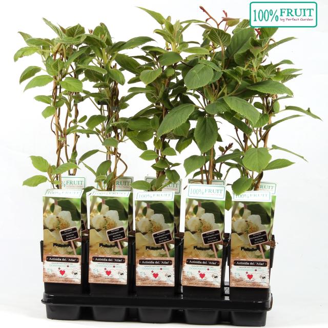 Actinidia chinensis 'Atlas'