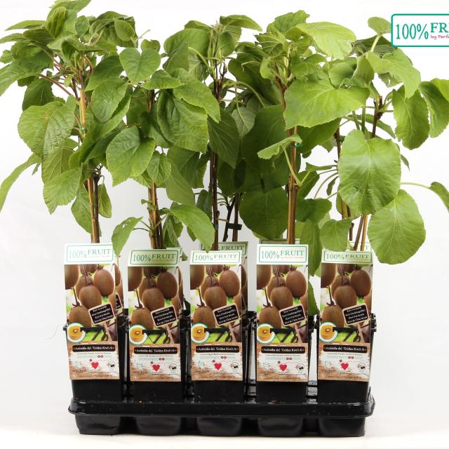 Actinidia deliciosa Golden Kiwi