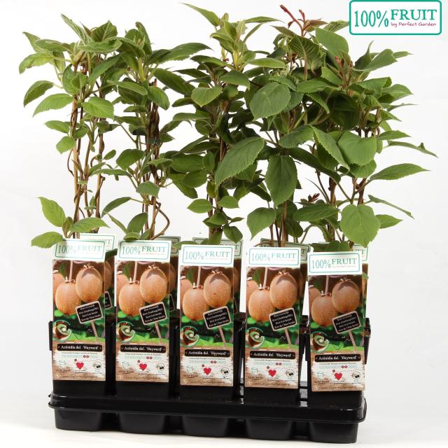 Actinidia deliciosa Hayward