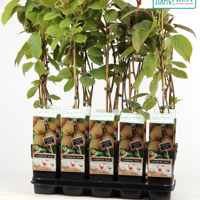 BIO Actinidia deliciosa Jenny