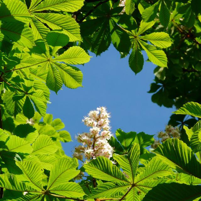 Aesculus 'Baumannii'