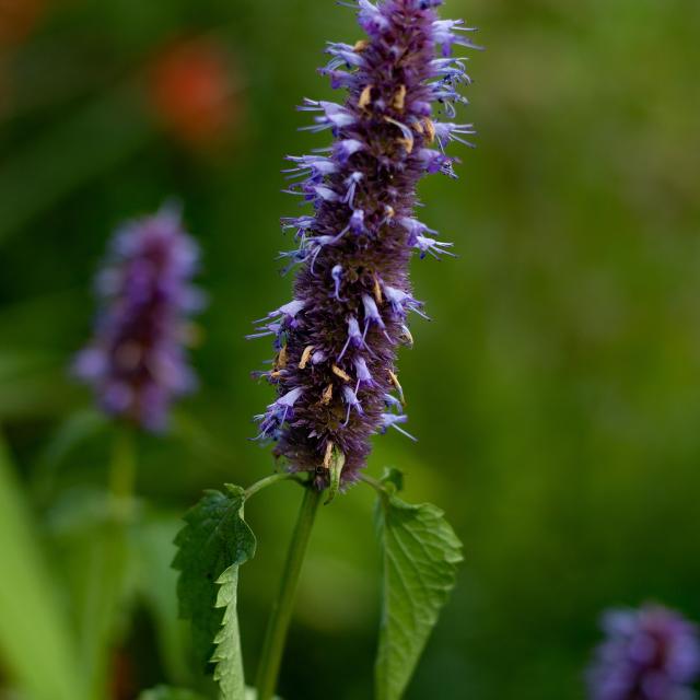 Agastache 'Black Adder'