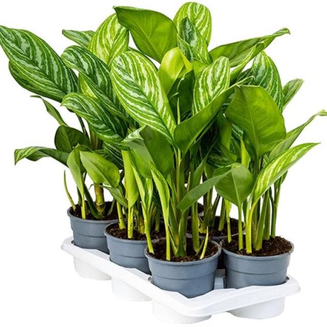 Aglaonema stripes