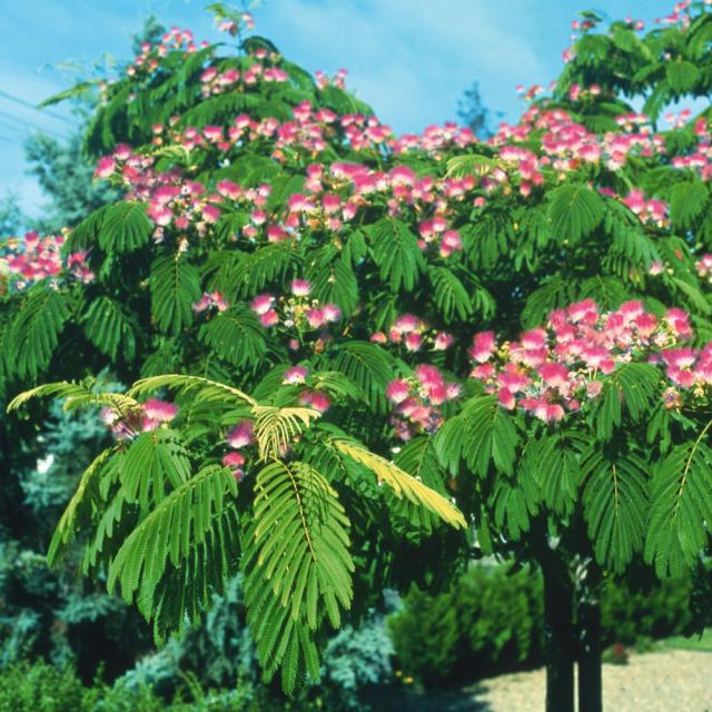 Albizia julibrussin ROSEA