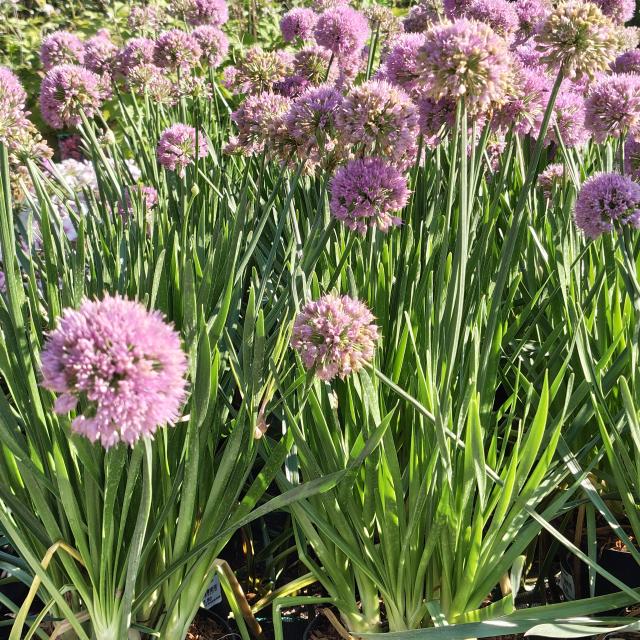 Allium Millenium