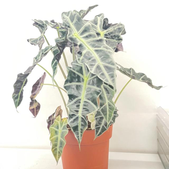 Alocasia amazonica