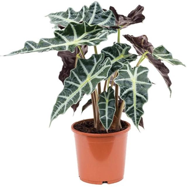 Alocasia Polly