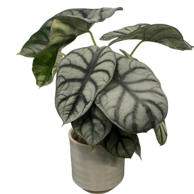 Alocasia silver dragon