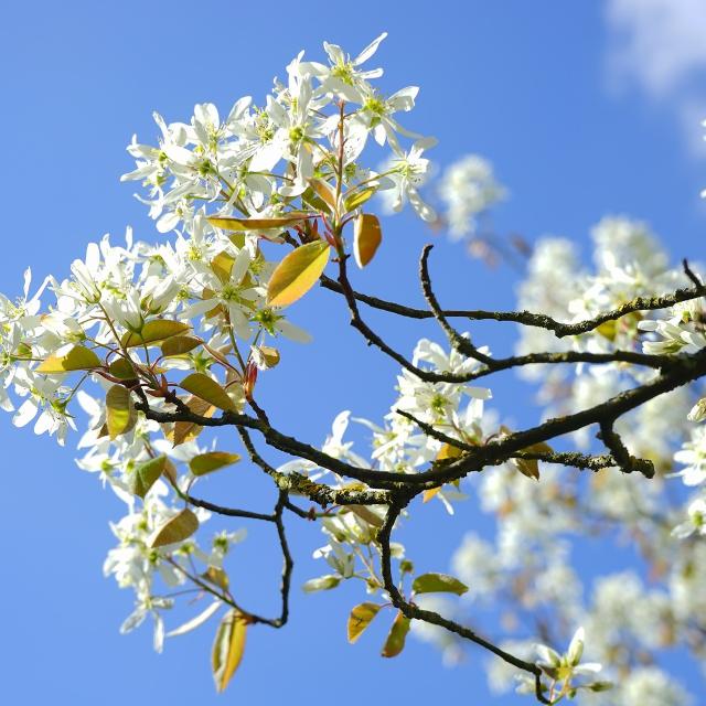 Amelanchier arborea 'Robin Hill'