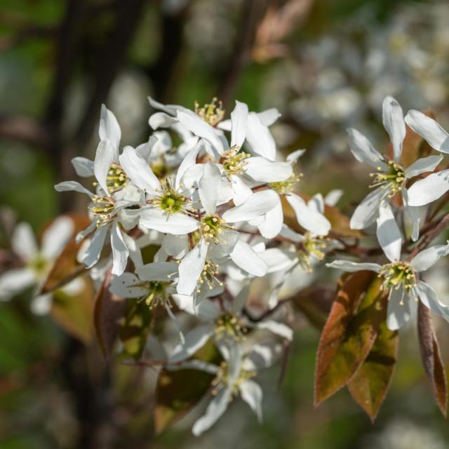 Amelanchier lamarckii