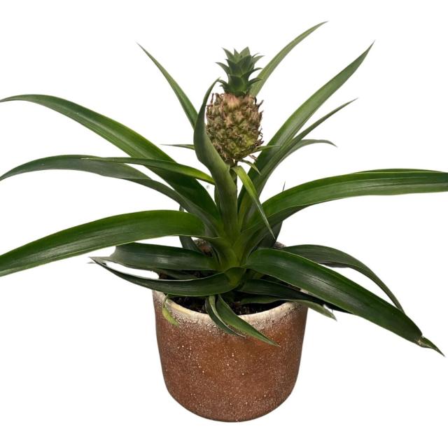 Ananas 'Mi amigo'