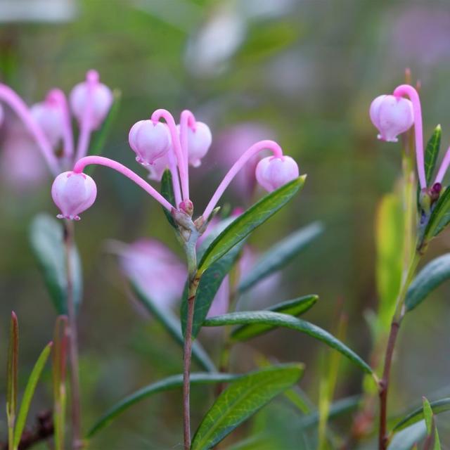 Andromeda polifolia 'Compacta'