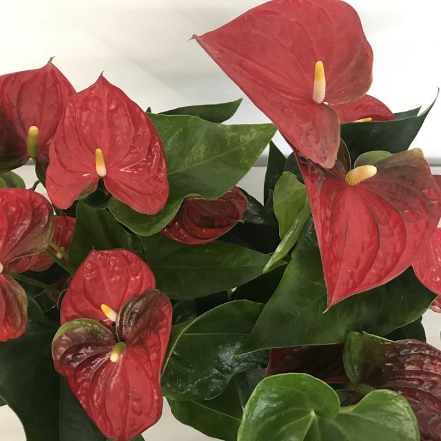 Anthurium beliza rood