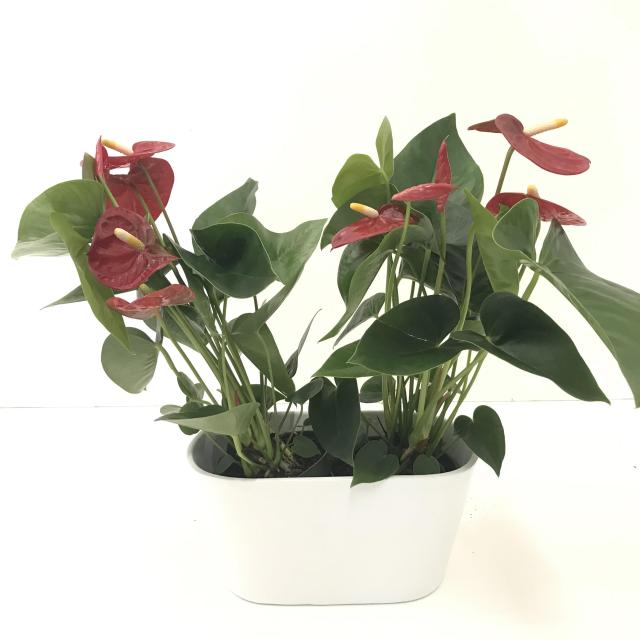 Anthurium beliza rood