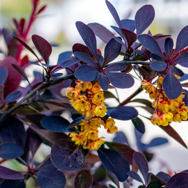 Berberis thunbergii