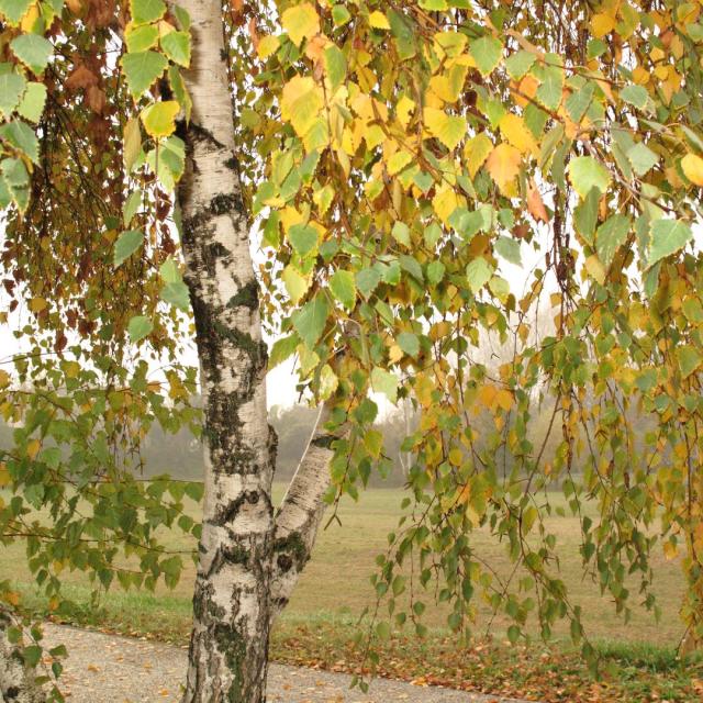 Betula pendula 'Youngii'