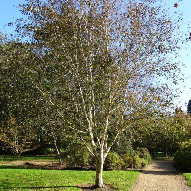 Betula utilis jacquemontii