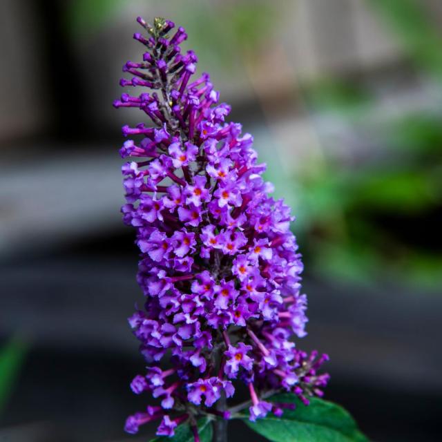 Buddleja dav. 'Black Knight'