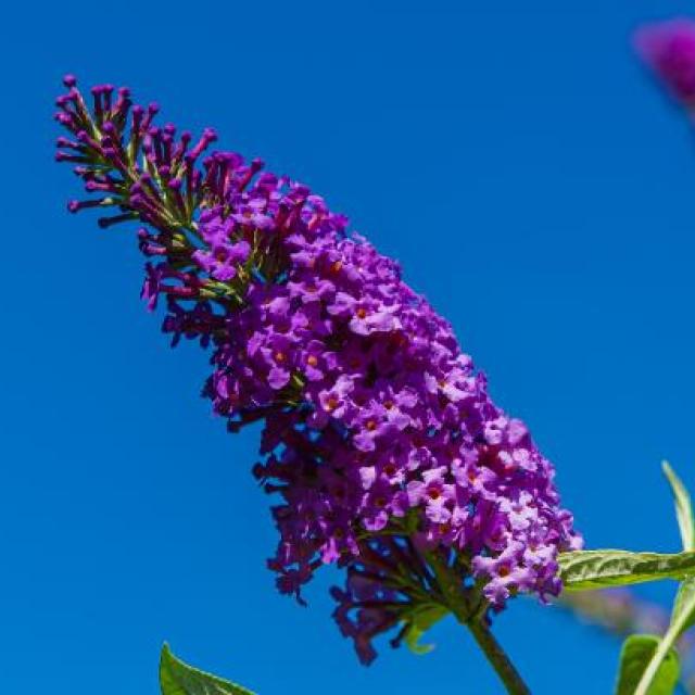 Buddleja dav. 'Nanho Purple'