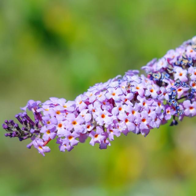 Buddleja dav. 'Nanho Blue'