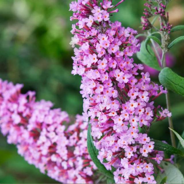 Buddleja dav. 'Pink Delight'