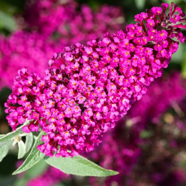 Buddleja dav. 'Royal Red'