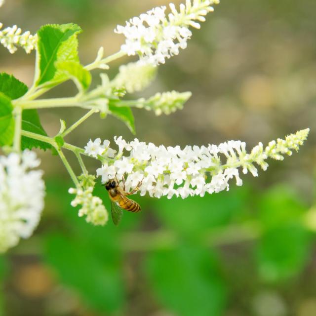 Buddleja dav. 'White Bouquet'