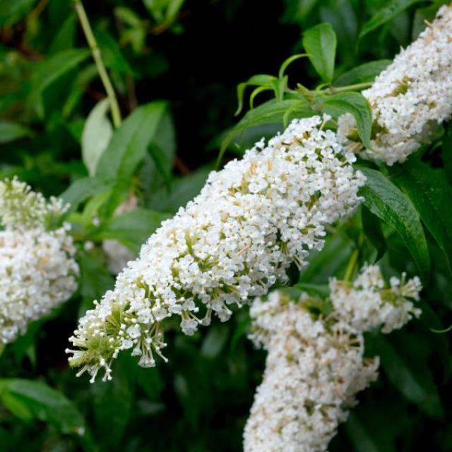 Buddleja dav. 'White Profusion'