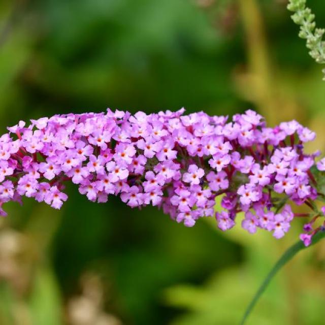 Buddleja Sophie