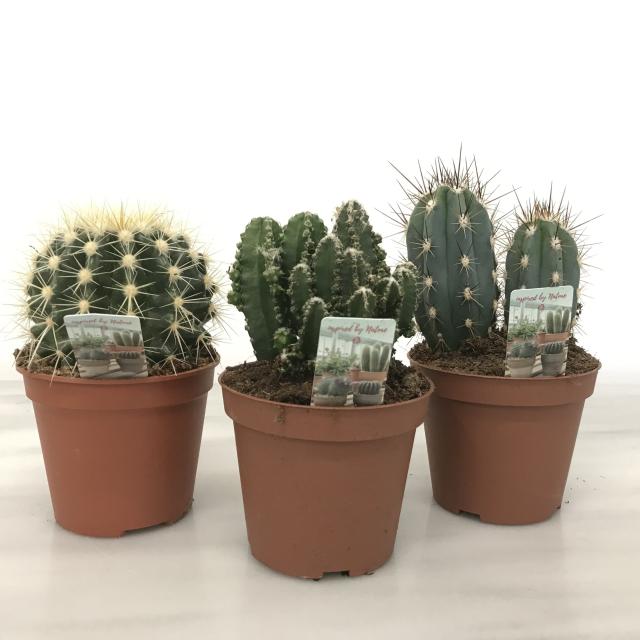 mini Cactus
