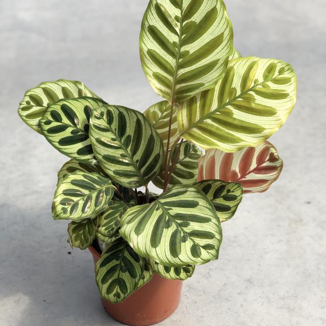 Calathea makoyana
