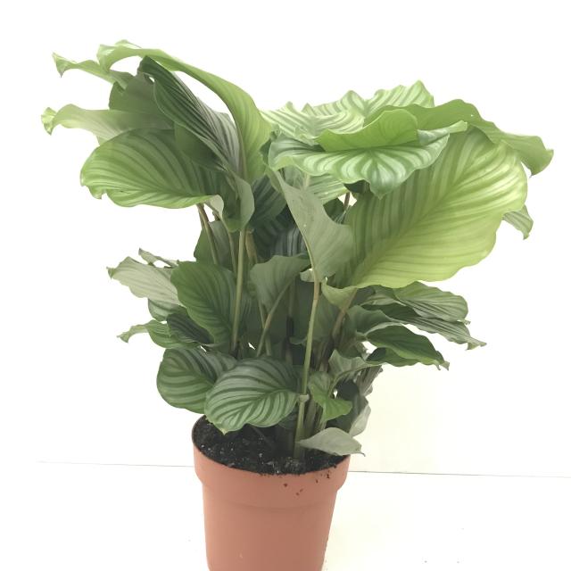 Calathea Orbifolia