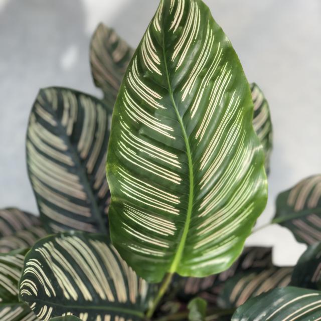 Calathea Ornata