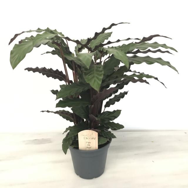 Calathea rufibarba