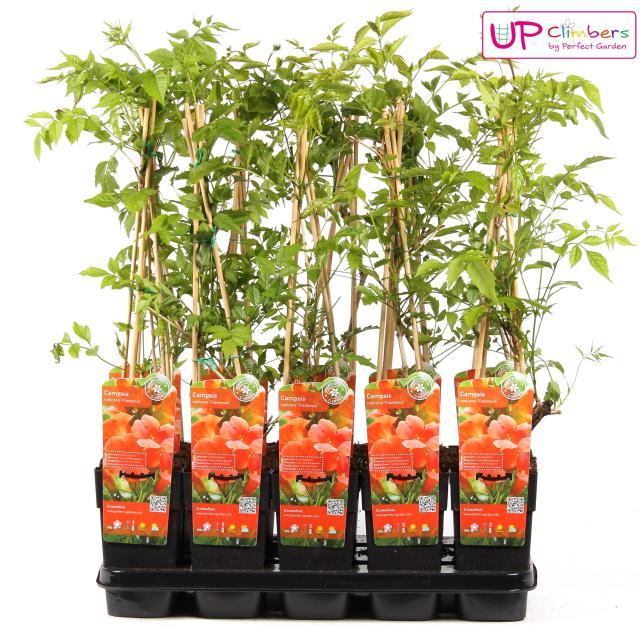 Campsis radicans 'Flamenco' (geënt)